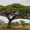 acacia